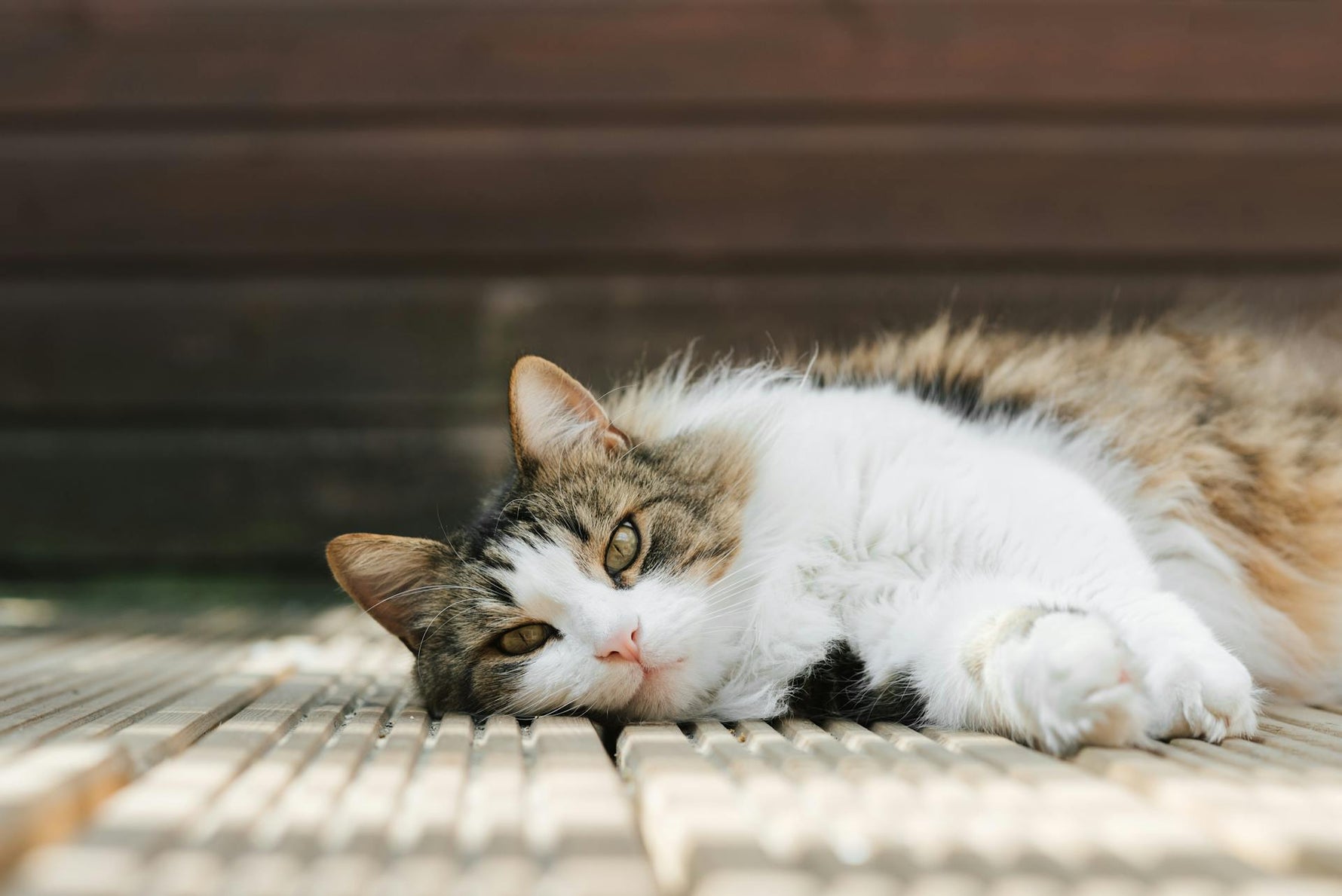 Keeping Your Cat Calm: What to Do
