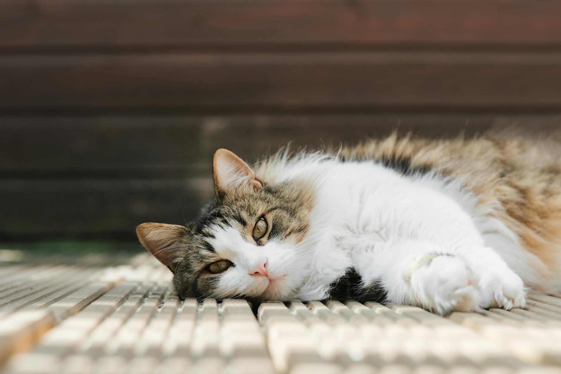 Keeping Your Cat Calm: What to Do