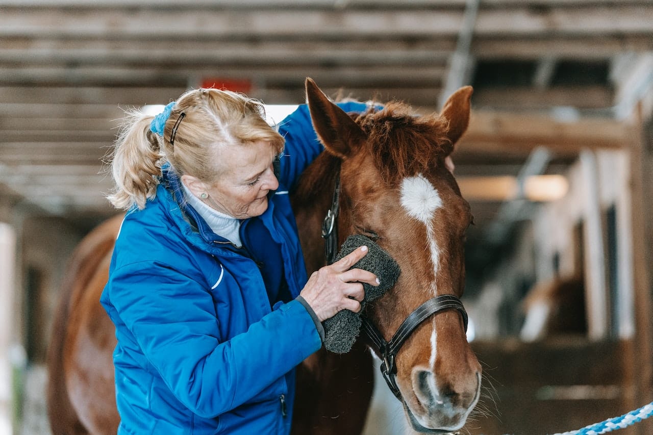 Common Horse Skin Conditions: Identification and Treatment
