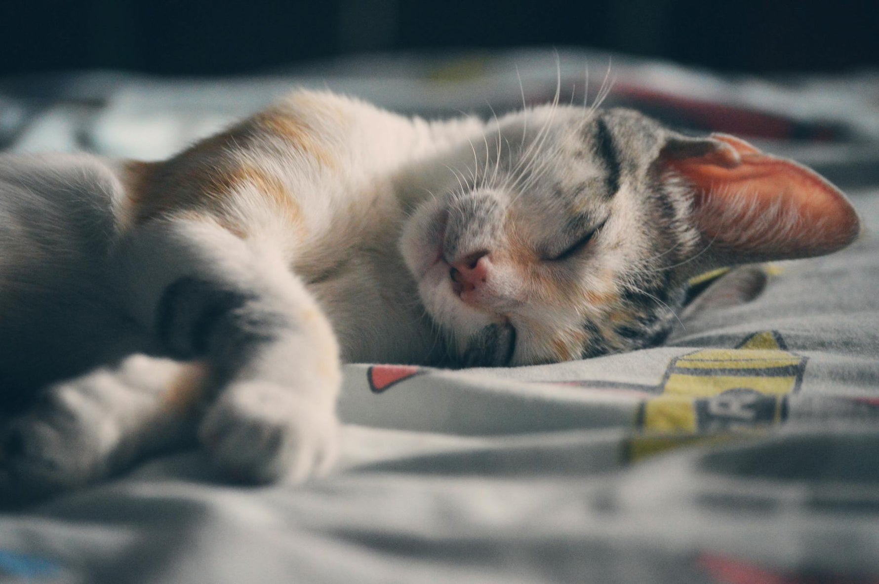 Catnip's Effect on Cats: Explained
