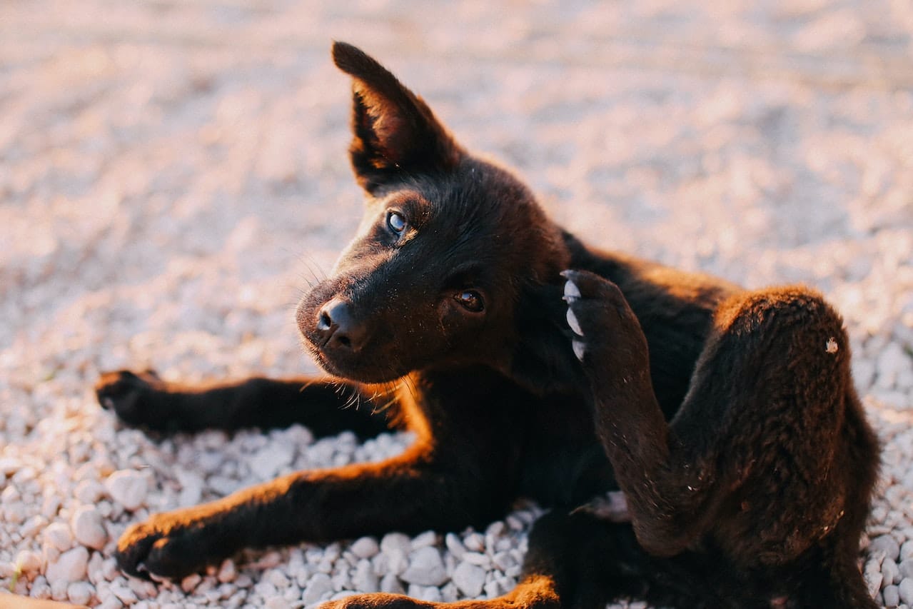 How to Relieve Dog Itching after Grooming: Effective Solutions