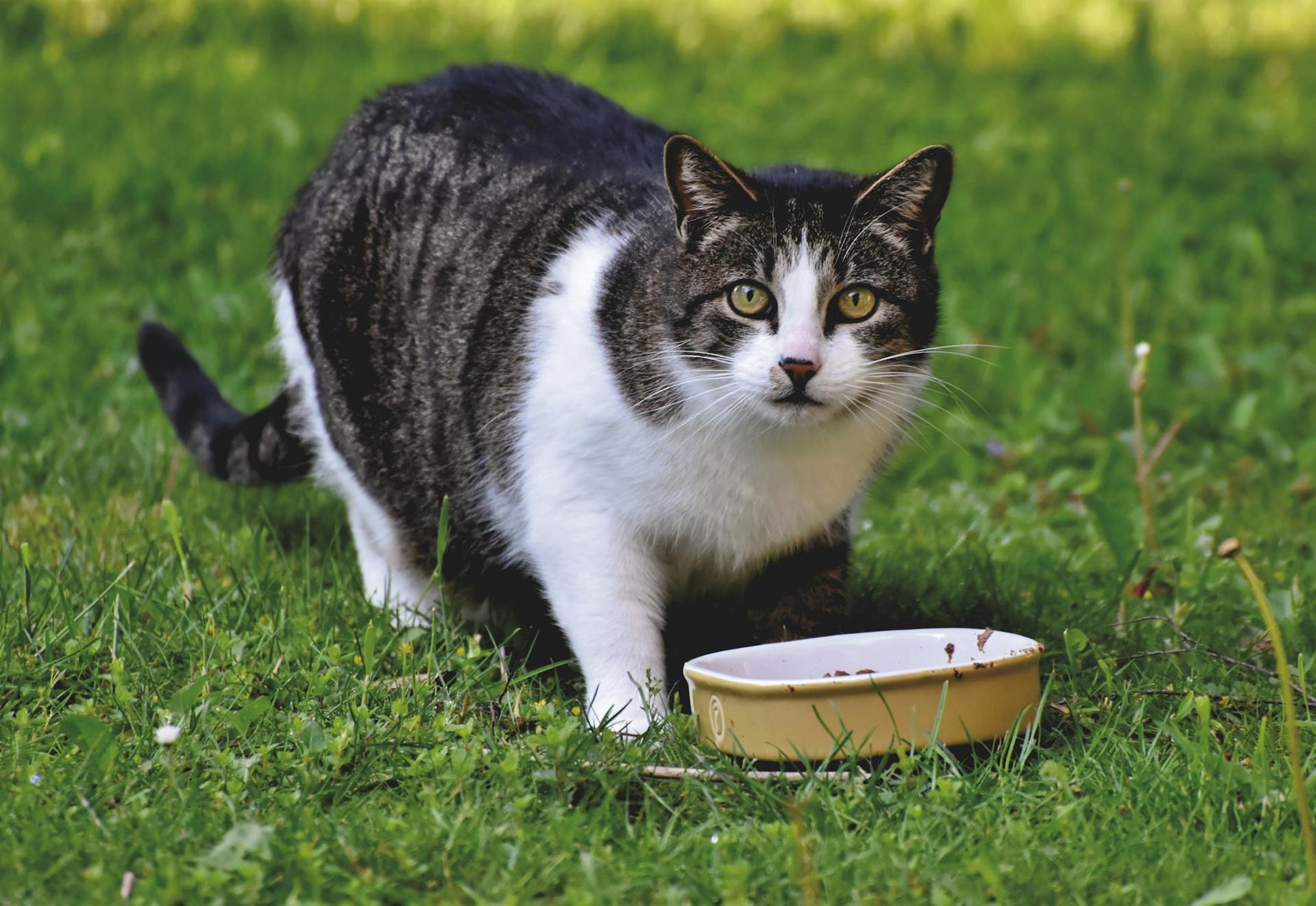 Is Your Cat Overweight? How to Tell and What to Do