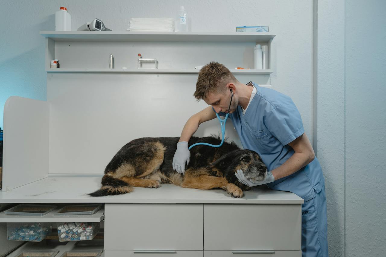 How to Recognize Signs of Pain in Dogs