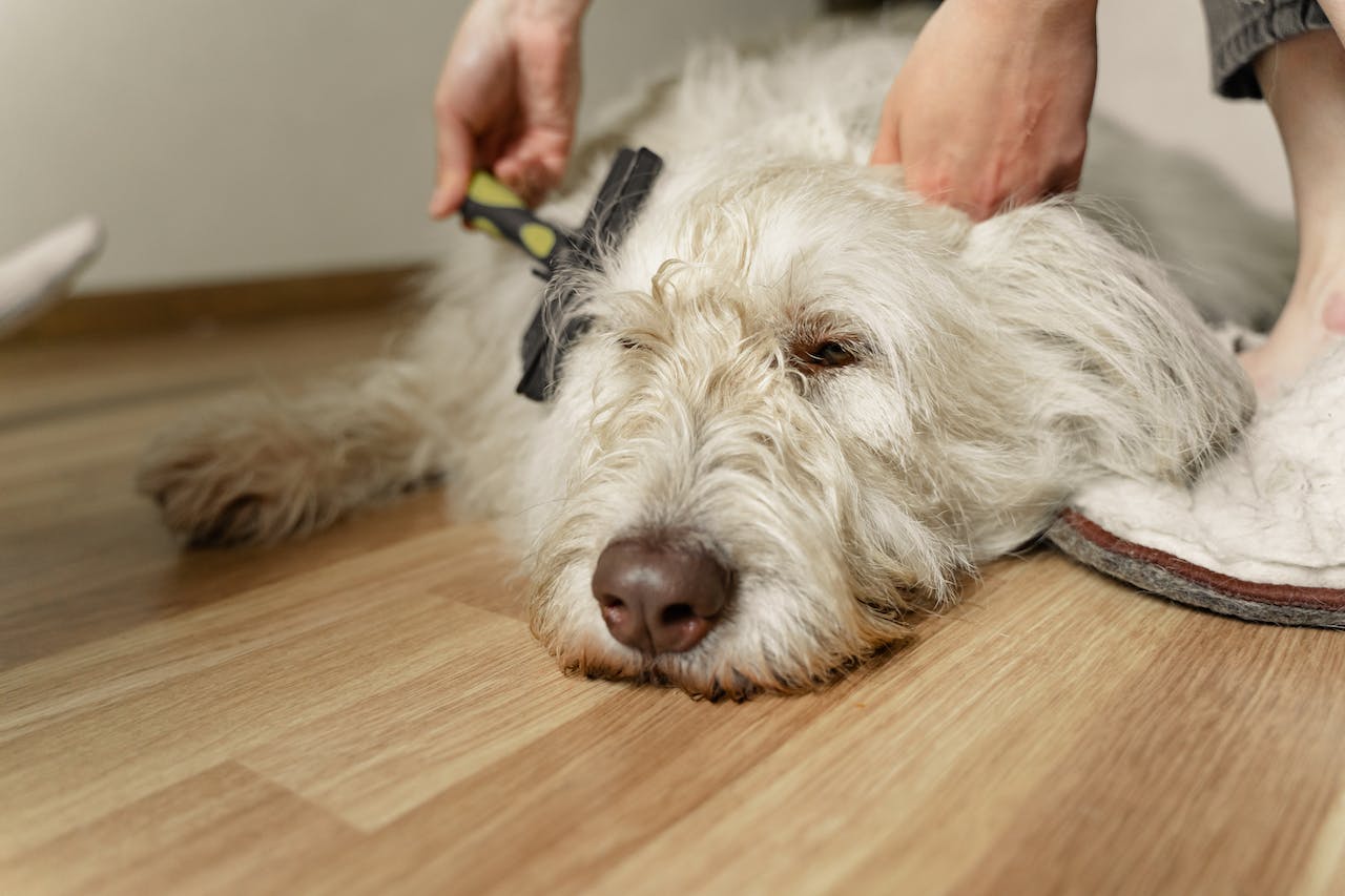 Sedating a Dog for Grooming: Expert Insights and Considerations