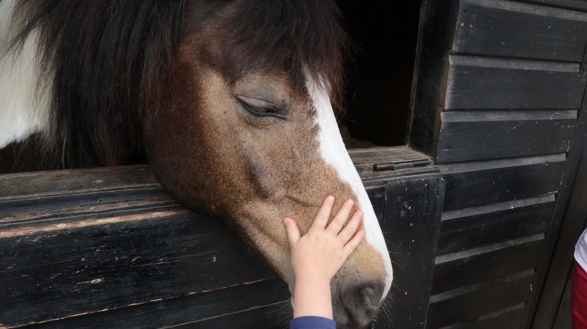 Addressing Lameness in Horses: Understanding Causes and Care