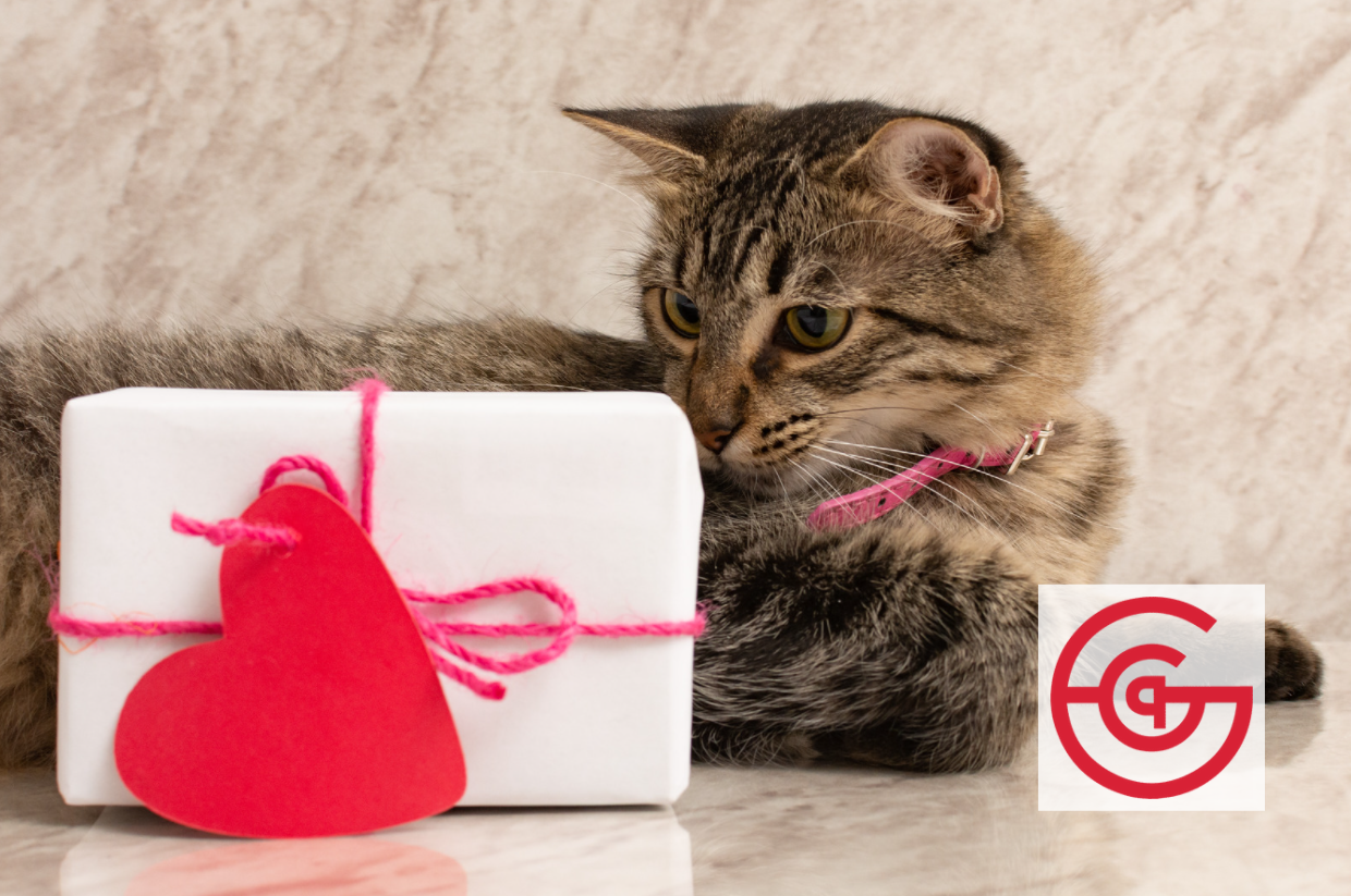 5 Ways to Celebrate Valentine’s Day With Your Furry Valentine