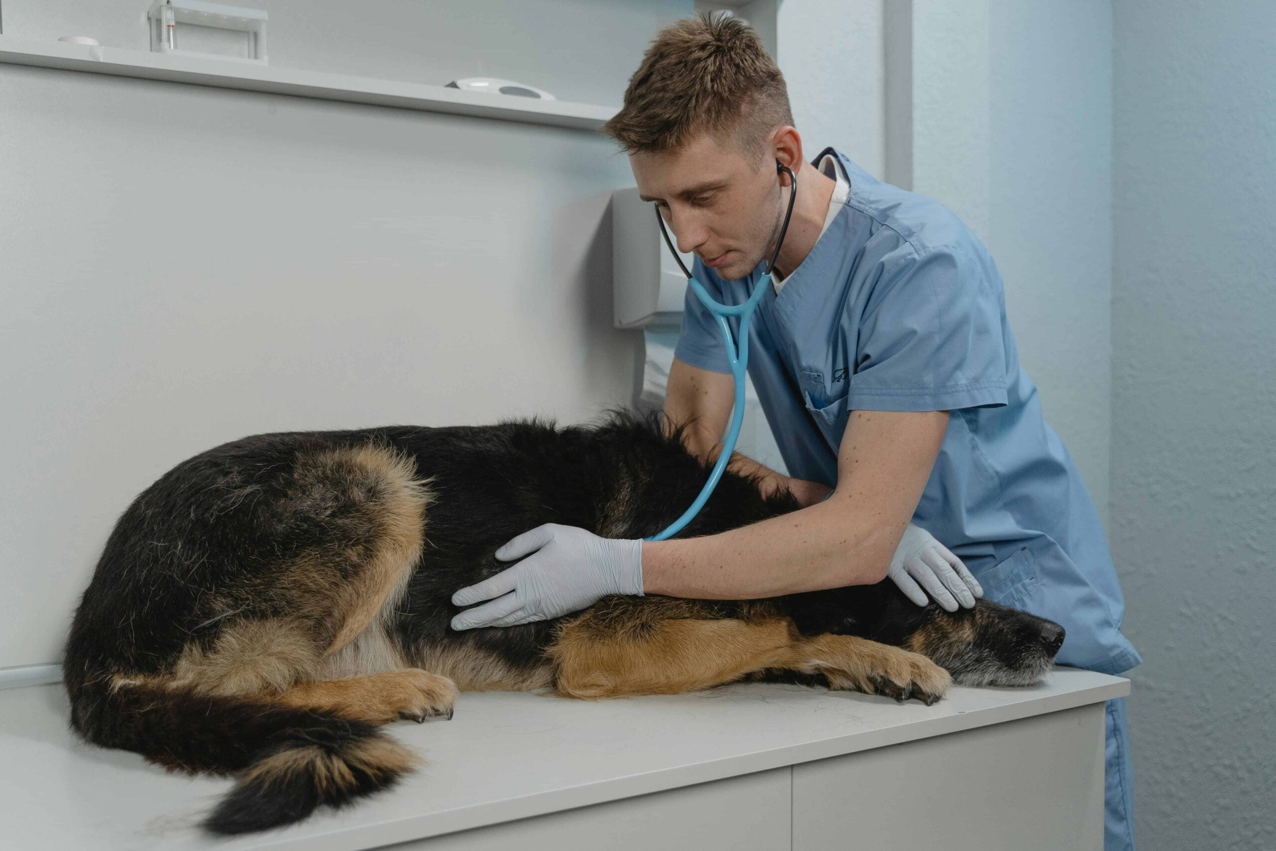 Recognizing Hazards: How to Prevent Poisoning in Pets