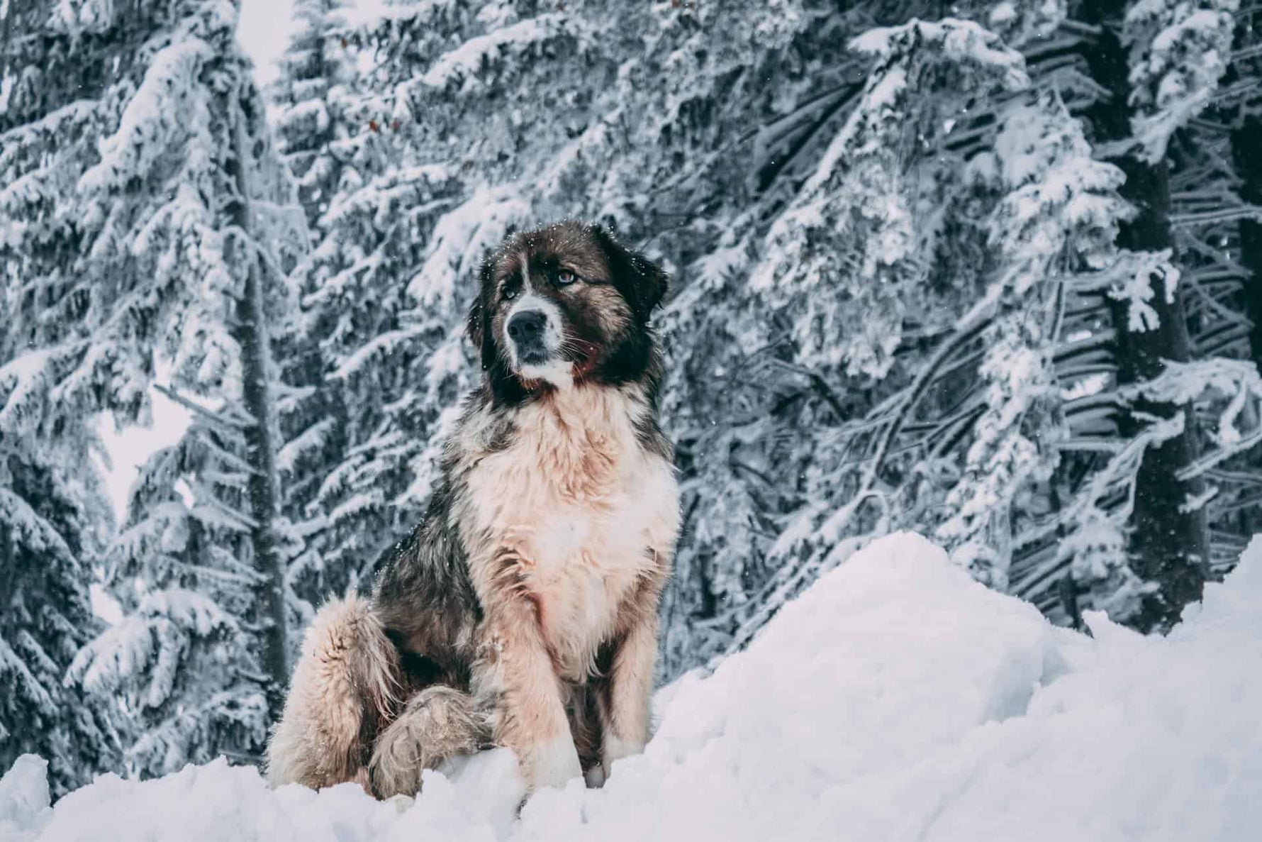 Cold Safety: Can Dogs Get Frostbite?