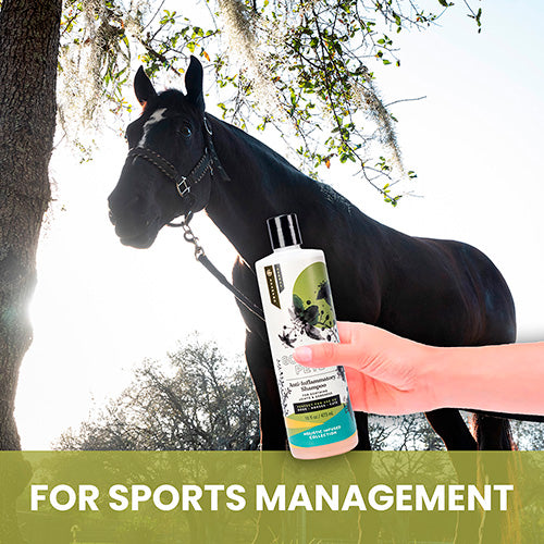 Joint Comforting Shampoo for Horses image 4