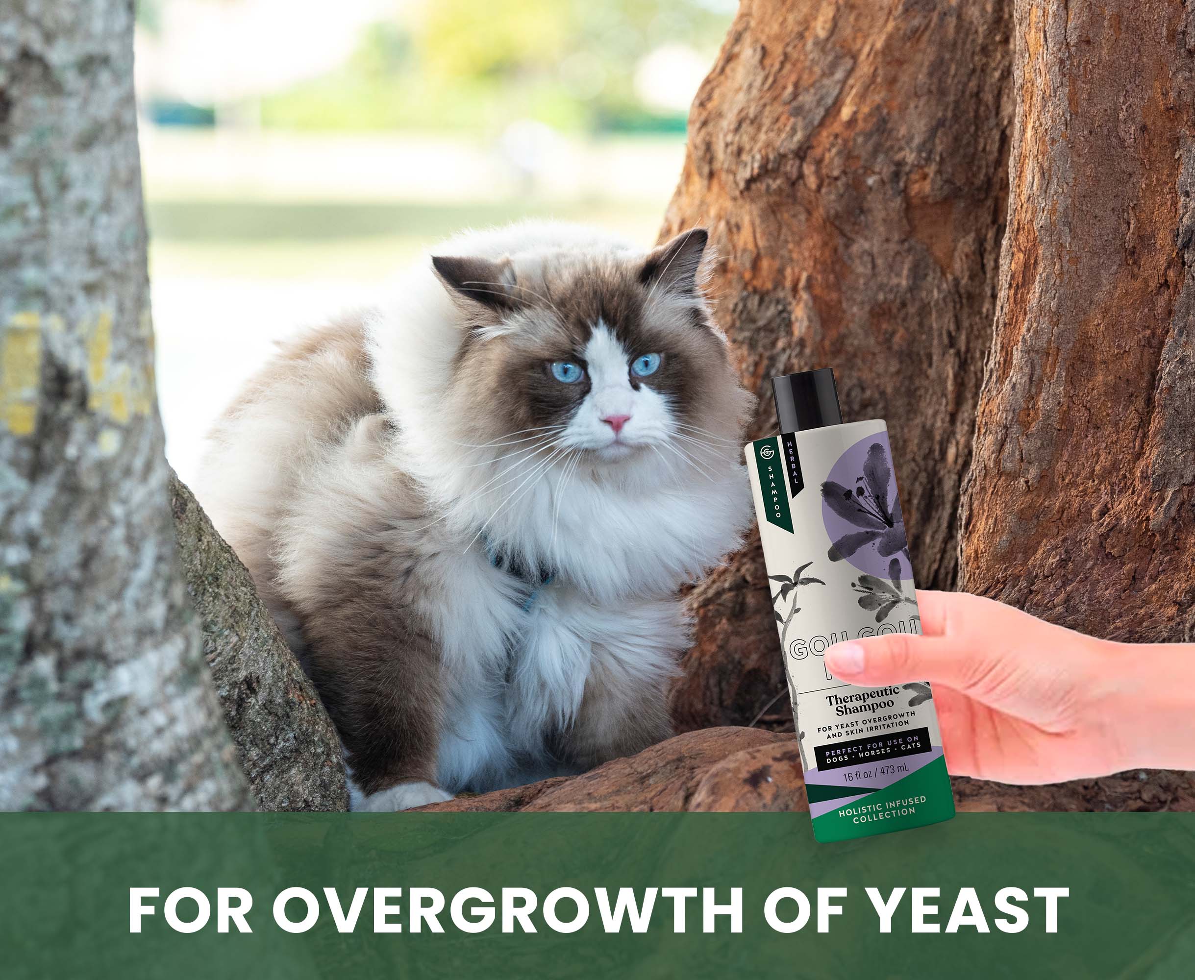 Therapeutic Shampoo for Horses: Natural Relief for Skin Yeast Overgrowth