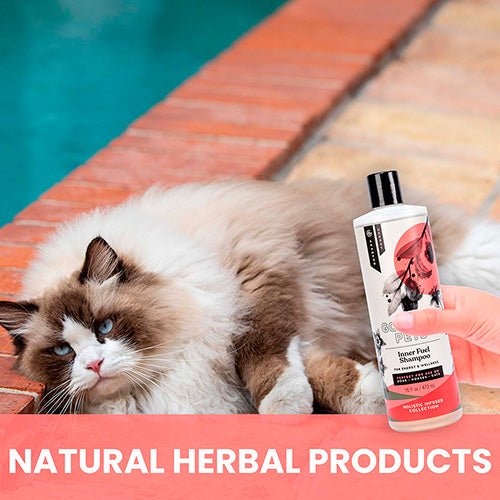 Inner Fuel and Energy Boosting Shampoo for Cat image 3