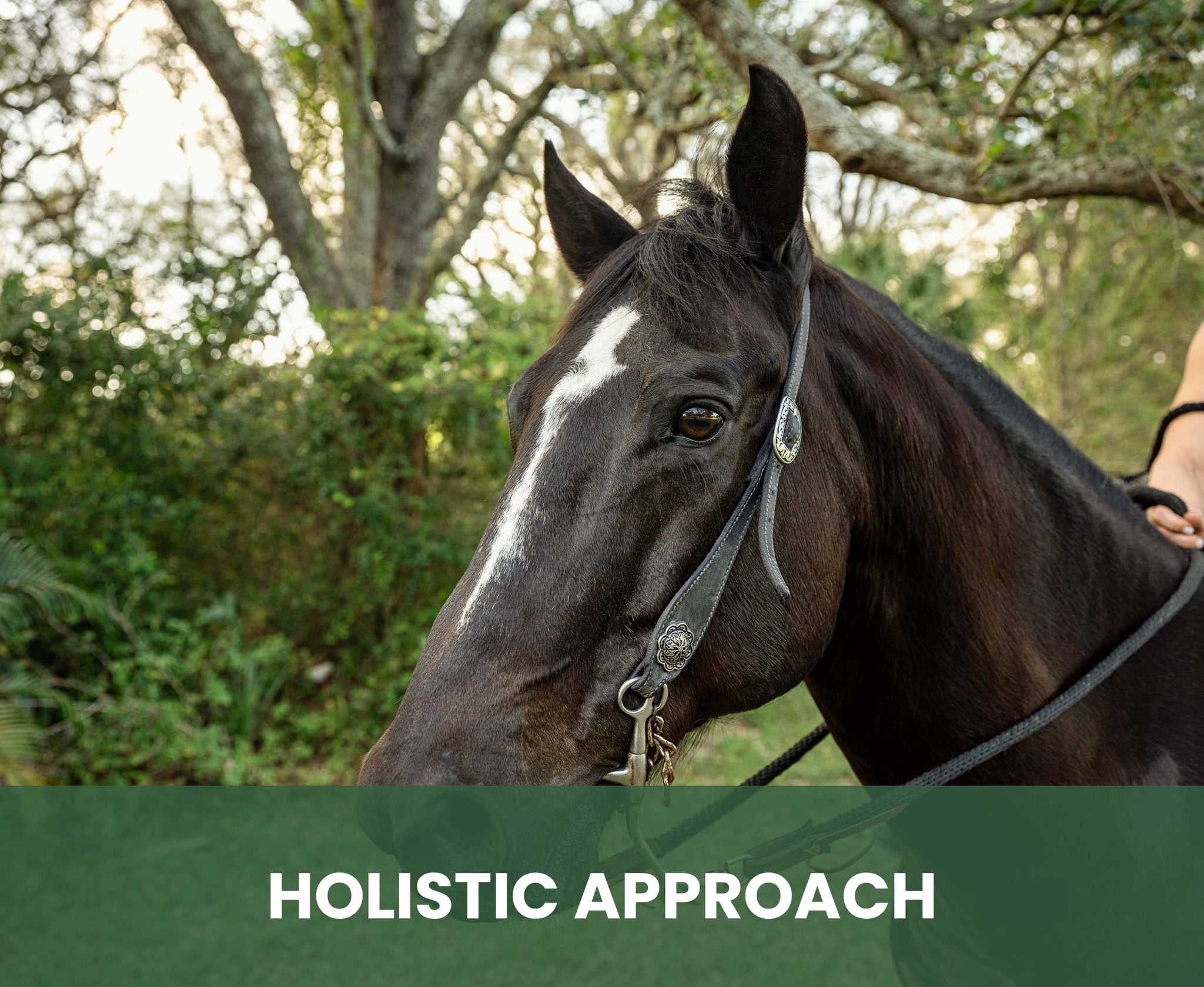 Calming Oil for Horses