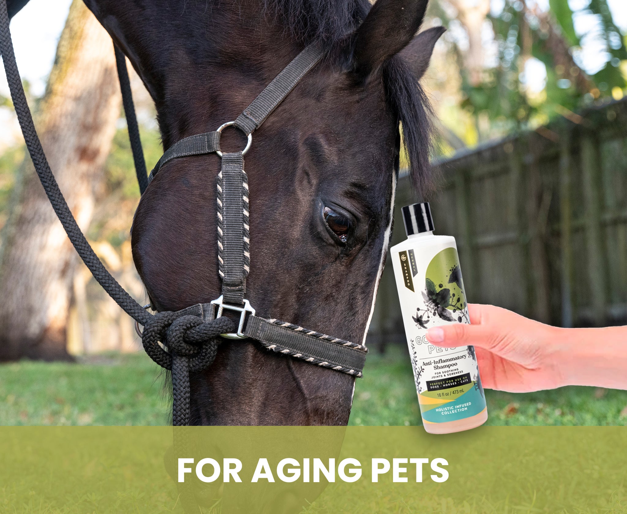 Joint Comforting Shampoo for Cats