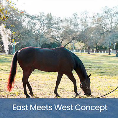 Allergy Shampoo for Horses