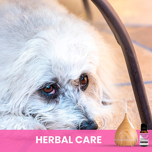 Essential Oil Diffuser and Calming Oil Set for Dogs