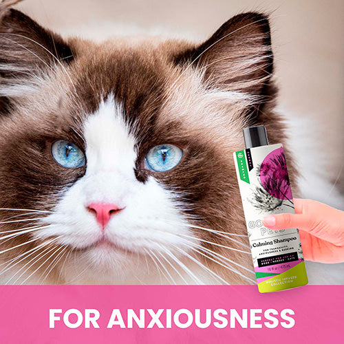 Calming Shampoo for Cats