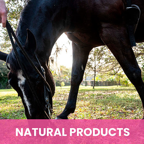 Calming Shampoo for Horses