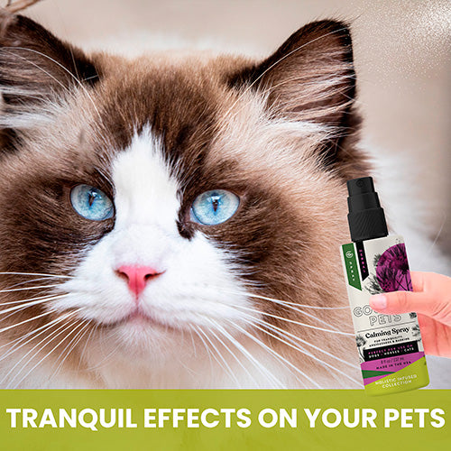 Calming Spray for Cats: Natural Support for Anxiousness and Stress