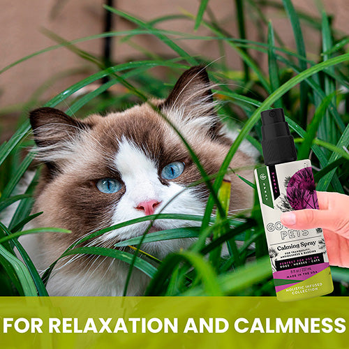 Calming Spray for Cats: Natural Support for Anxiousness and Stress