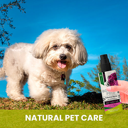 Calming Spray for Dogs: Natural Support for Anxiousness and Stress