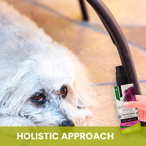 Calming Spray for Dogs: Natural Support for Anxiousness and Stress