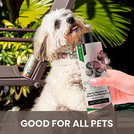 Cherry Blossom and Green Tea Shampoo for Dogs image 3