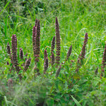 Japanese Catnip (Schizonepeta)