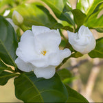 Gardenia Jasminoides