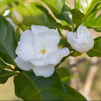 Gardenia Jasminoides