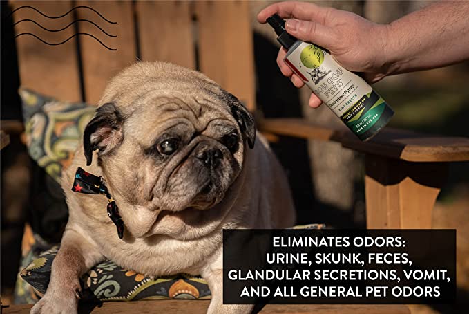 Person holding a bottle of pet odor eliminator next to a pug dog.