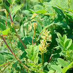 Astragalus Root