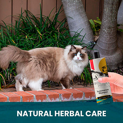 Lemongrass Shampoo for Cats