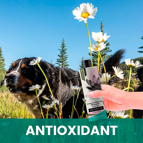 Lotus and White Tea Shampoo for Dogs: Natural Control for Deshedding