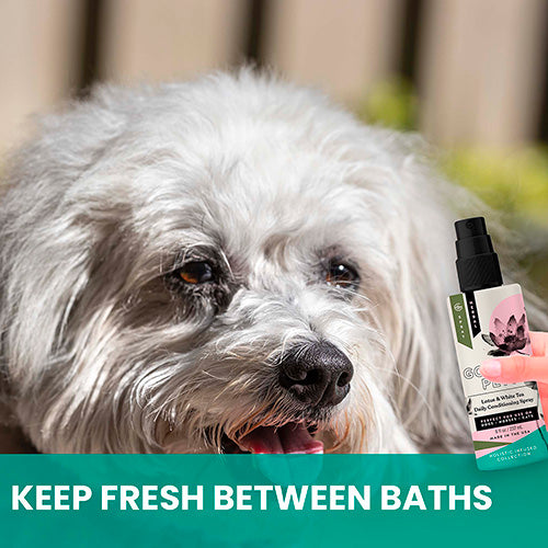 Lotus and White Tea Daily Conditioning Spray for Cats