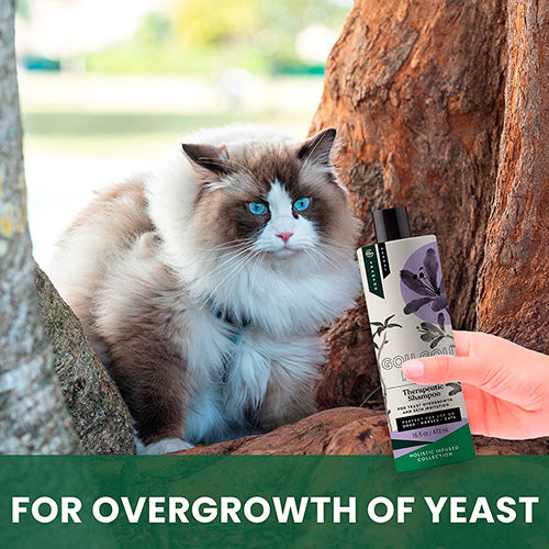 Therapeutic Shampoo for Cats: Natural Relief for Skin Yeast Overgrowth