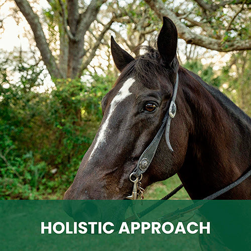 Therapeutic Shampoo for Horses: Natural Relief for Skin Yeast Overgrowth