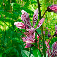 Dittany Root Bark