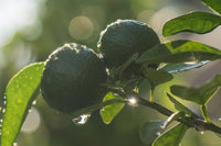 Bergamot