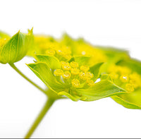 Bupleurum