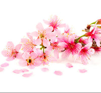 Cherry Blossom