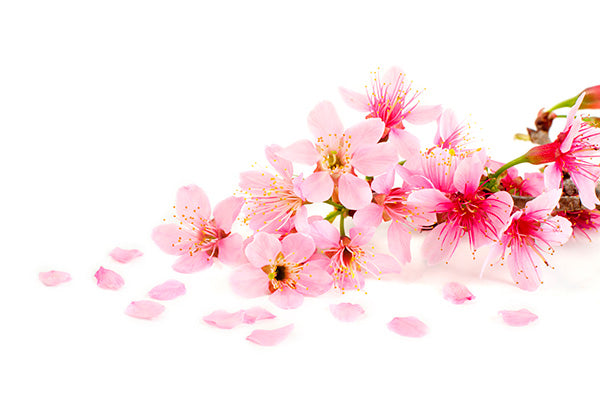 Cherry Blossom and Green Tea Conditioner for Horses