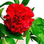 Red Peony Root