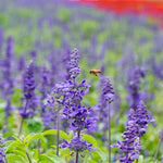 Salvia Miltiorrhiza