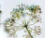 Angelica Root Tail