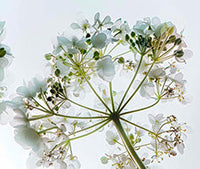 Angelica Root Tail
