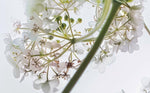 Angelica Pubescentis