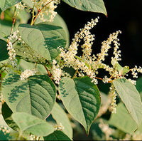 Rhizoma Polygoni Cuspidati