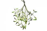 Herba Taxilli