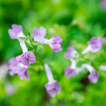 Corydalis Rhizome