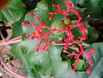 Red Ginseng